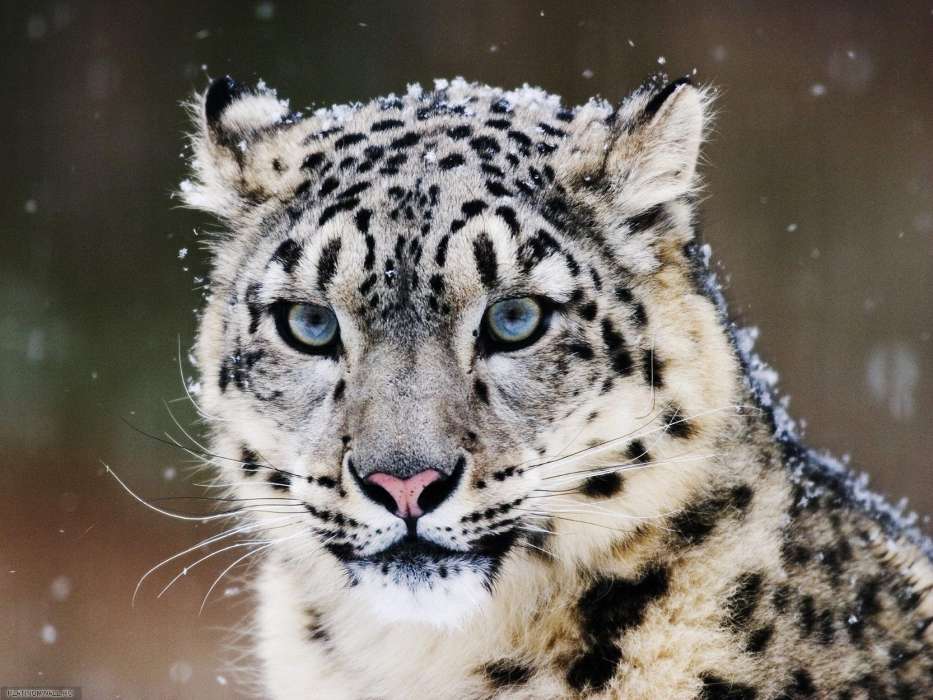 Snow leopard, Animals
