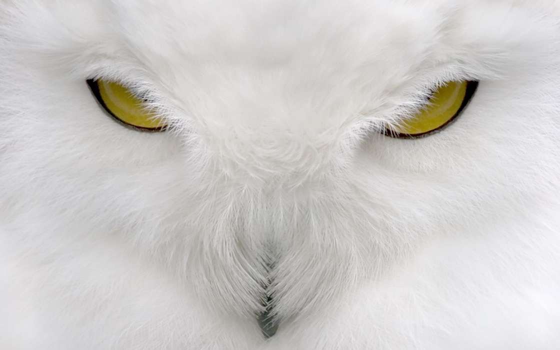 Animals, Owl