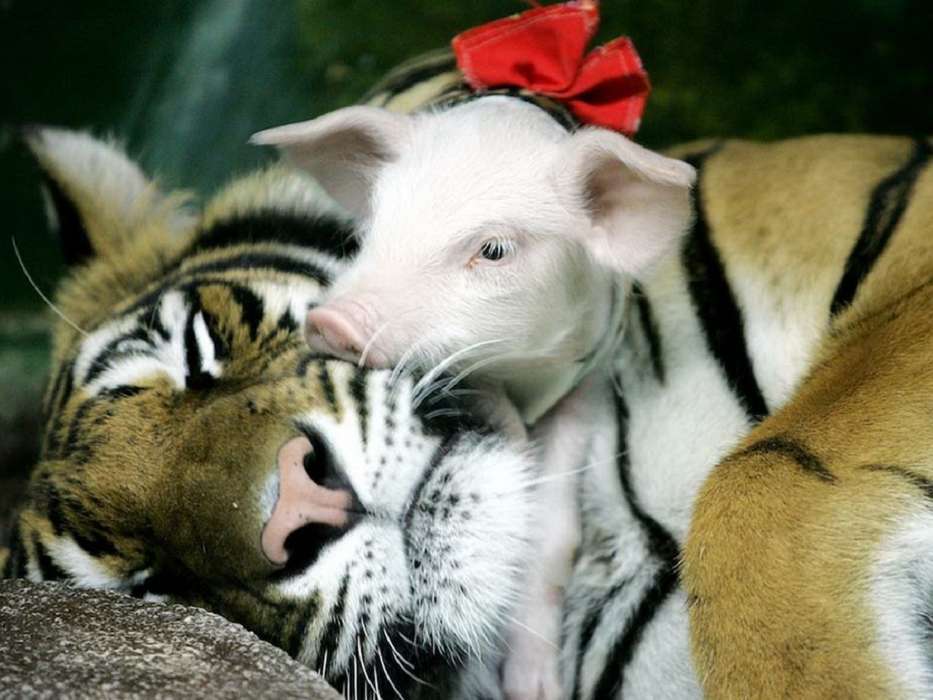 Pigs,Tigers,Animals