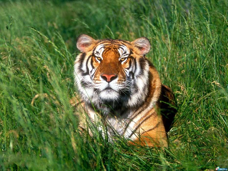 Animals, Grass, Tigers