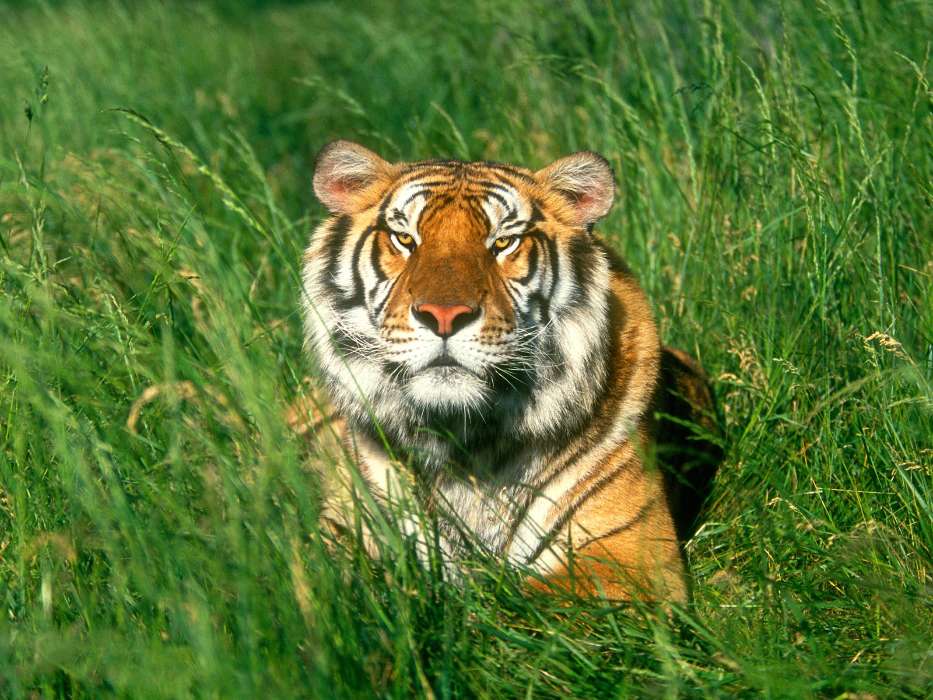 Animals, Grass, Tigers