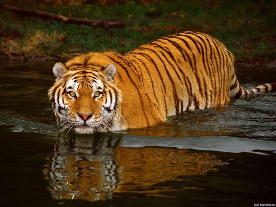 Animals, Water, Tigers