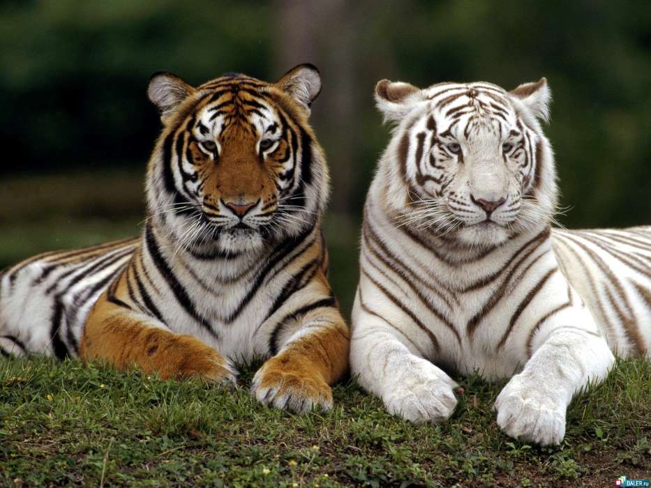 Animals, Tigers