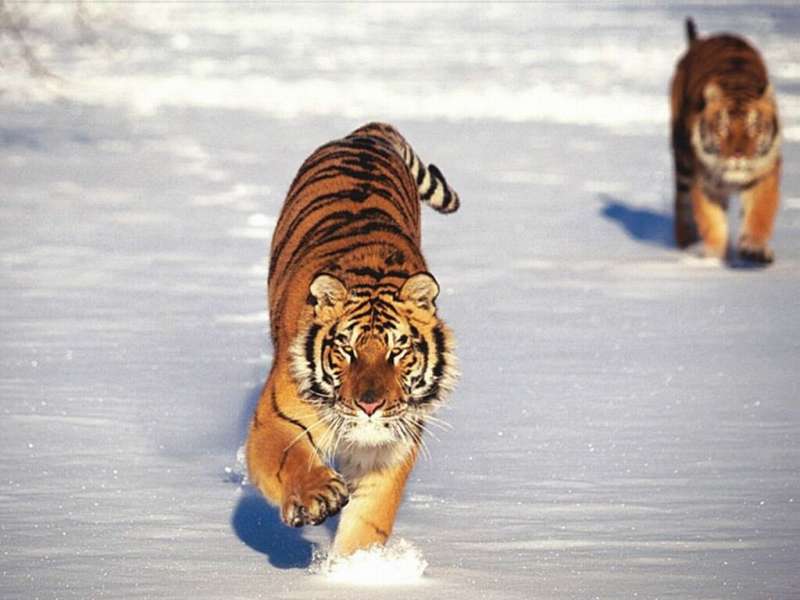 Tigers,Animals,Winter