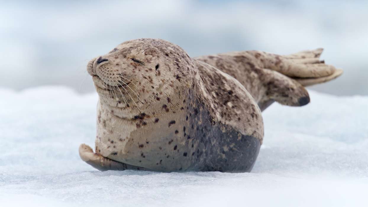 Seals, Animals