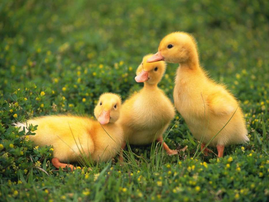 Ducks,Animals
