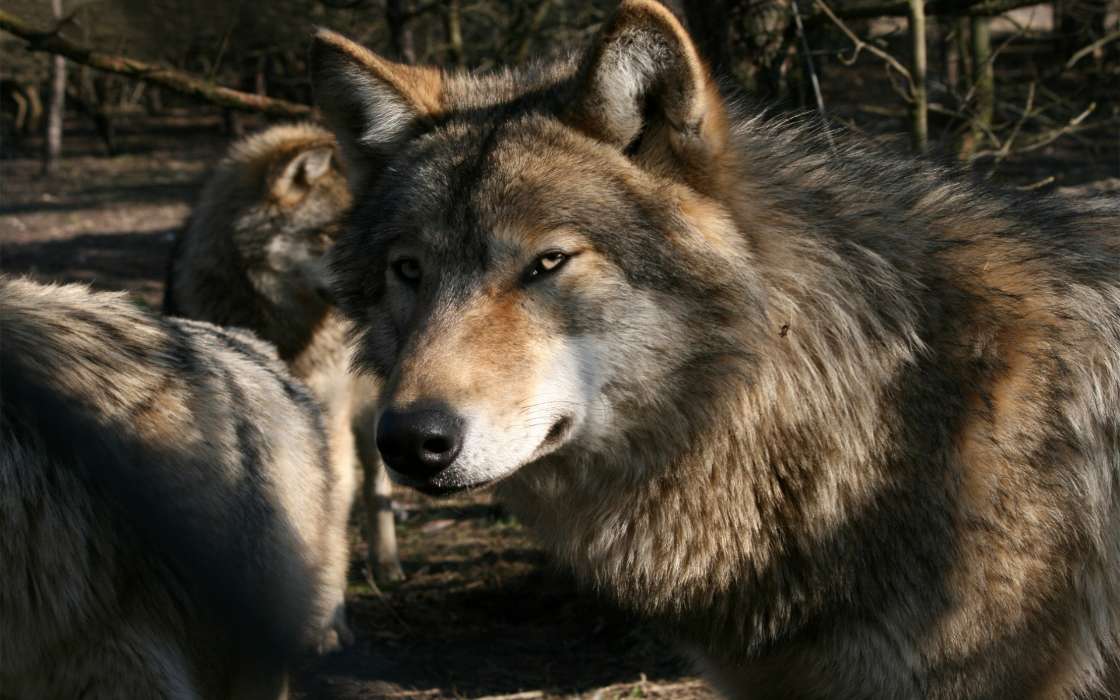 Wolfs,Animals