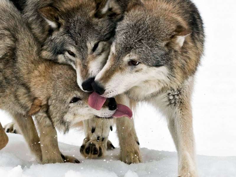 Wolfs,Animals