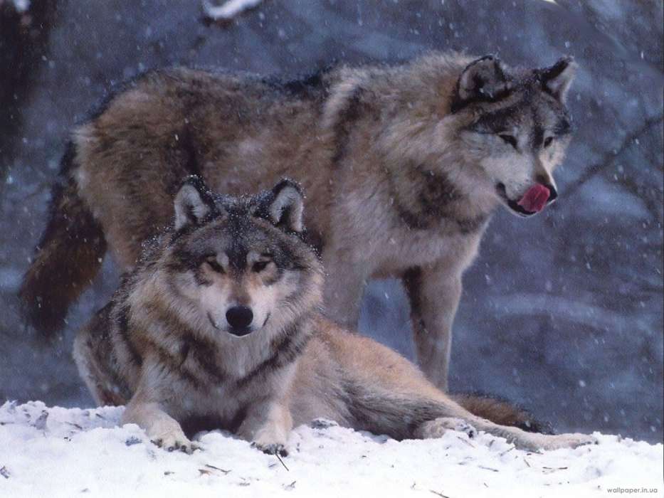 Animals, Wolfs, Winter