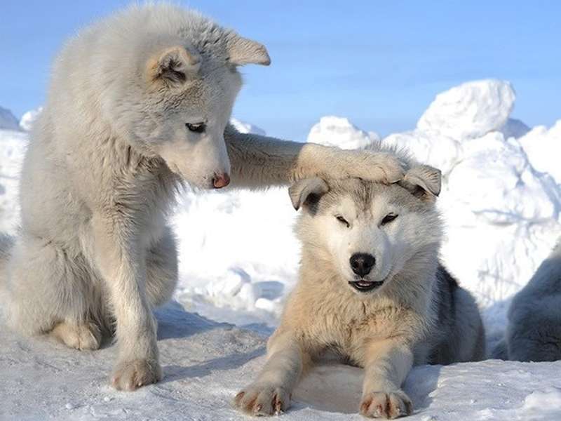 Wolfs,Animals,Winter