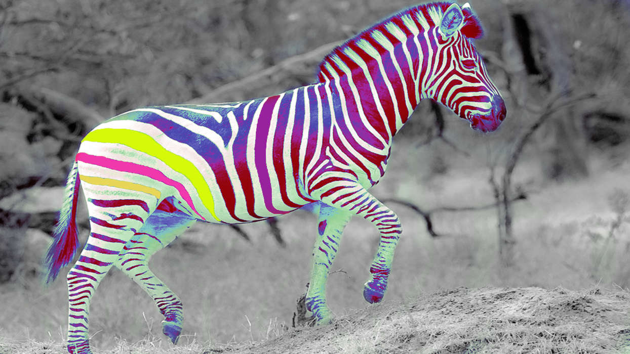Funny, Zebra, Animals