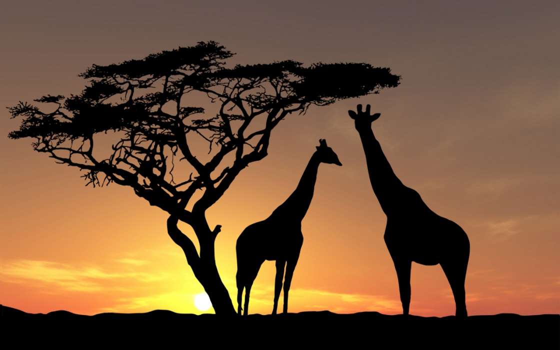 Giraffes,Animals