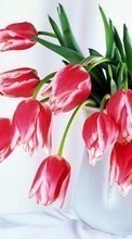 Plants, Flowers, Tulips, Bouquets, March 8, International Women's Day (IWD) per Samsung Galaxy Y Pro Duos