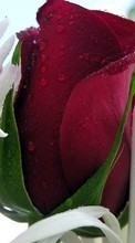 Scaricare immagine Plants, Flowers, Roses, Postcards, Drops, March 8, International Women's Day (IWD) sul telefono gratis.