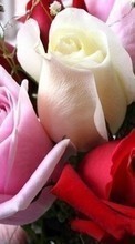 Scaricare immagine Holidays, Plants, Flowers, Roses, Postcards, March 8, International Women's Day (IWD) sul telefono gratis.