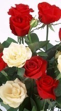 Scaricare immagine 128x160 Plants, Flowers, Roses, Postcards, March 8, International Women's Day (IWD) sul telefono gratis.