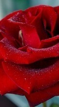 Plants, Flowers, Roses, Postcards, March 8, International Women's Day (IWD) per Sony Ericsson Cedar