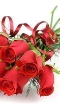 Scaricare immagine 320x240 Holidays, Plants, Flowers, Roses, March 8, International Women's Day (IWD) sul telefono gratis.
