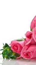 Scaricare immagine Holidays, Plants, Flowers, Roses, March 8, International Women's Day (IWD) sul telefono gratis.