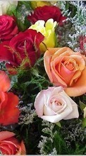Scaricare immagine 320x480 Holidays, Plants, Flowers, Roses, March 8, International Women's Day (IWD) sul telefono gratis.