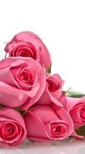Scaricare immagine 480x800 Holidays, Plants, Flowers, Roses, March 8, International Women's Day (IWD) sul telefono gratis.