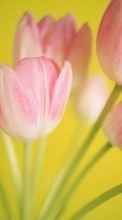 Scaricare immagine 1280x800 Holidays, Plants, Tulips, Postcards, March 8, International Women's Day (IWD) sul telefono gratis.