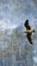 Scaricare immagine Seagulls,Background,Birds,Animals sul telefono gratis.