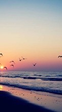 Scaricare immagine Seagulls,Sea,Landscape,Birds sul telefono gratis.