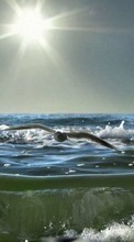 Scaricare immagine Seagulls, Sea, Landscape, Birds, Sun, Waves, Animals sul telefono gratis.