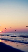 Scaricare immagine Seagulls, Sea, Landscape, Waves, Sunset sul telefono gratis.
