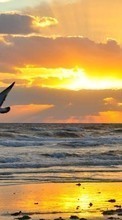 Scaricare immagine Seagulls,Sea,Landscape,Sunset sul telefono gratis.