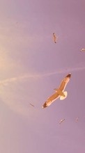 Scaricare immagine Seagulls, Sky, Landscape, Birds, Sunset sul telefono gratis.