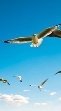 Scaricare immagine Seagulls, Sky, Birds, Animals sul telefono gratis.