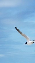 Scaricare immagine 320x240 Animals, Birds, Sky, Seagulls sul telefono gratis.