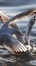 Scaricare immagine Animals, Birds, Water, Seagulls sul telefono gratis.