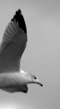 Scaricare immagine Seagulls, Birds, Animals sul telefono gratis.