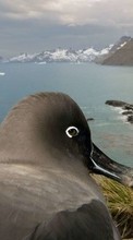 Scaricare immagine Seagulls, Birds, Animals sul telefono gratis.