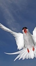 Scaricare immagine Seagulls,Birds,Animals sul telefono gratis.