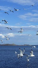 Seagulls,Birds,Animals per Samsung Galaxy Z Fold 2