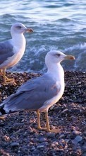 Scaricare immagine 1024x600 Animals, Birds, Seagulls sul telefono gratis.