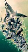 Scaricare immagine 1024x600 Animals, Birds, Seagulls sul telefono gratis.