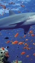 Animals, Water, Sea, Sharks, Fishes per Lenovo S660