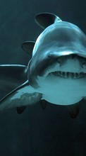 Scaricare immagine Sharks, Sea, Fishes, Animals sul telefono gratis.