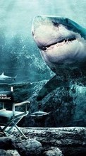 Scaricare immagine Sharks, Sea, Fishes, Animals sul telefono gratis.