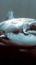 Scaricare immagine Sharks, Sea, Animals sul telefono gratis.