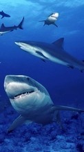 Scaricare immagine 1024x600 Animals, Water, Sharks, Fishes sul telefono gratis.