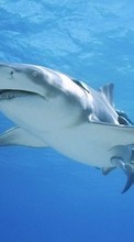 Scaricare immagine Sharks, Fishes, Animals sul telefono gratis.