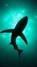 Scaricare immagine Sharks,Fishes,Animals sul telefono gratis.