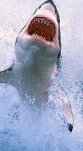 Scaricare immagine Sharks,Animals sul telefono gratis.