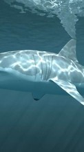 Scaricare immagine Sharks,Animals sul telefono gratis.